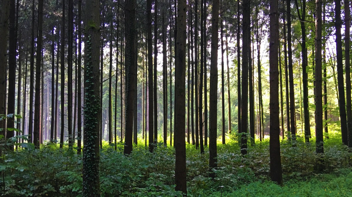 Wald mit Lichtung Wohlen (2)