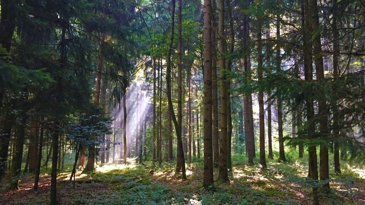 Lichtblicke im Wald (2)