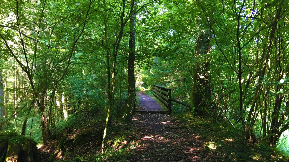 Brücke im Wald in Wohlen (2)